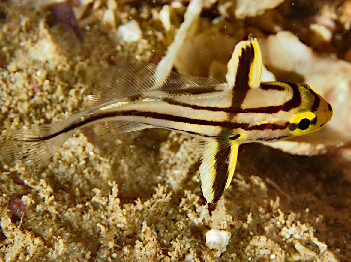 Pacific Highhat - Pareques sp.