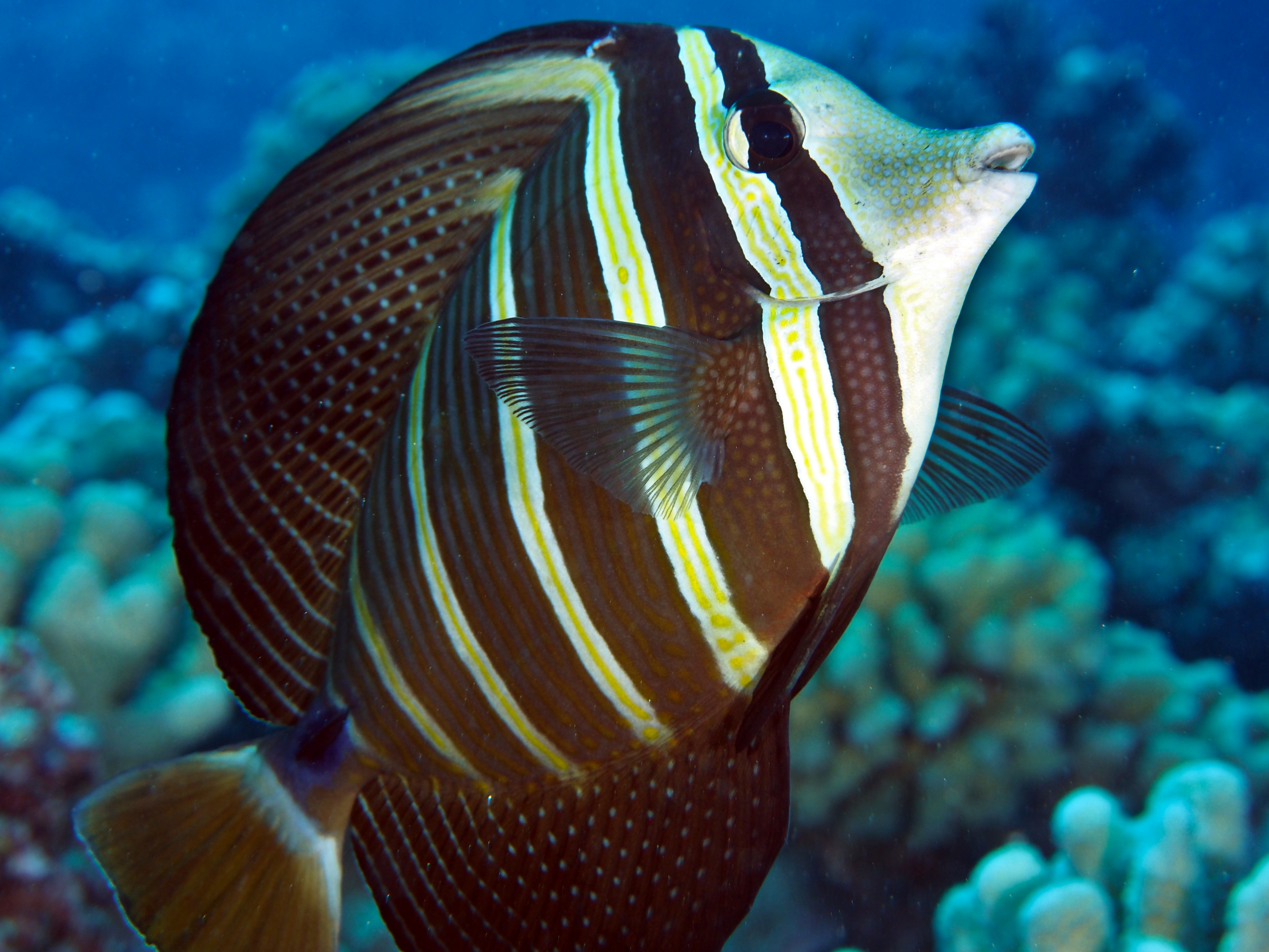 Pacific Sailfin Tang - Zebrasoma velifer