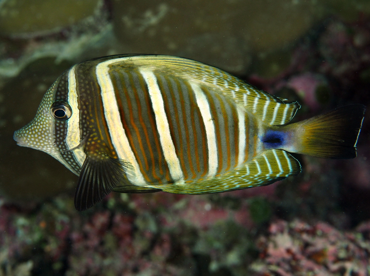 Pacific Sailfin Tang - Zebrasoma velifer