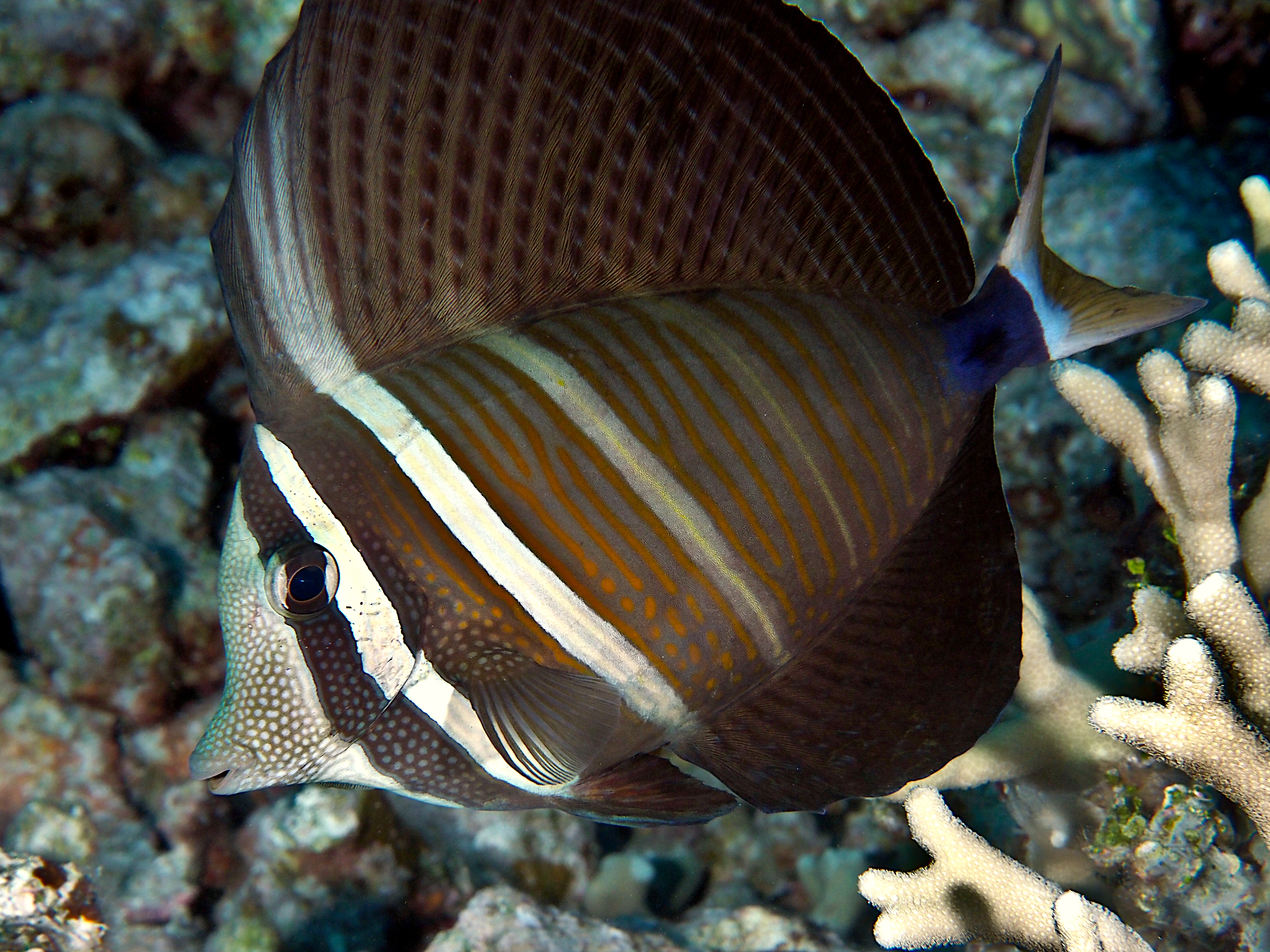 Pacific Sailfin Tang - Zebrasoma velifer