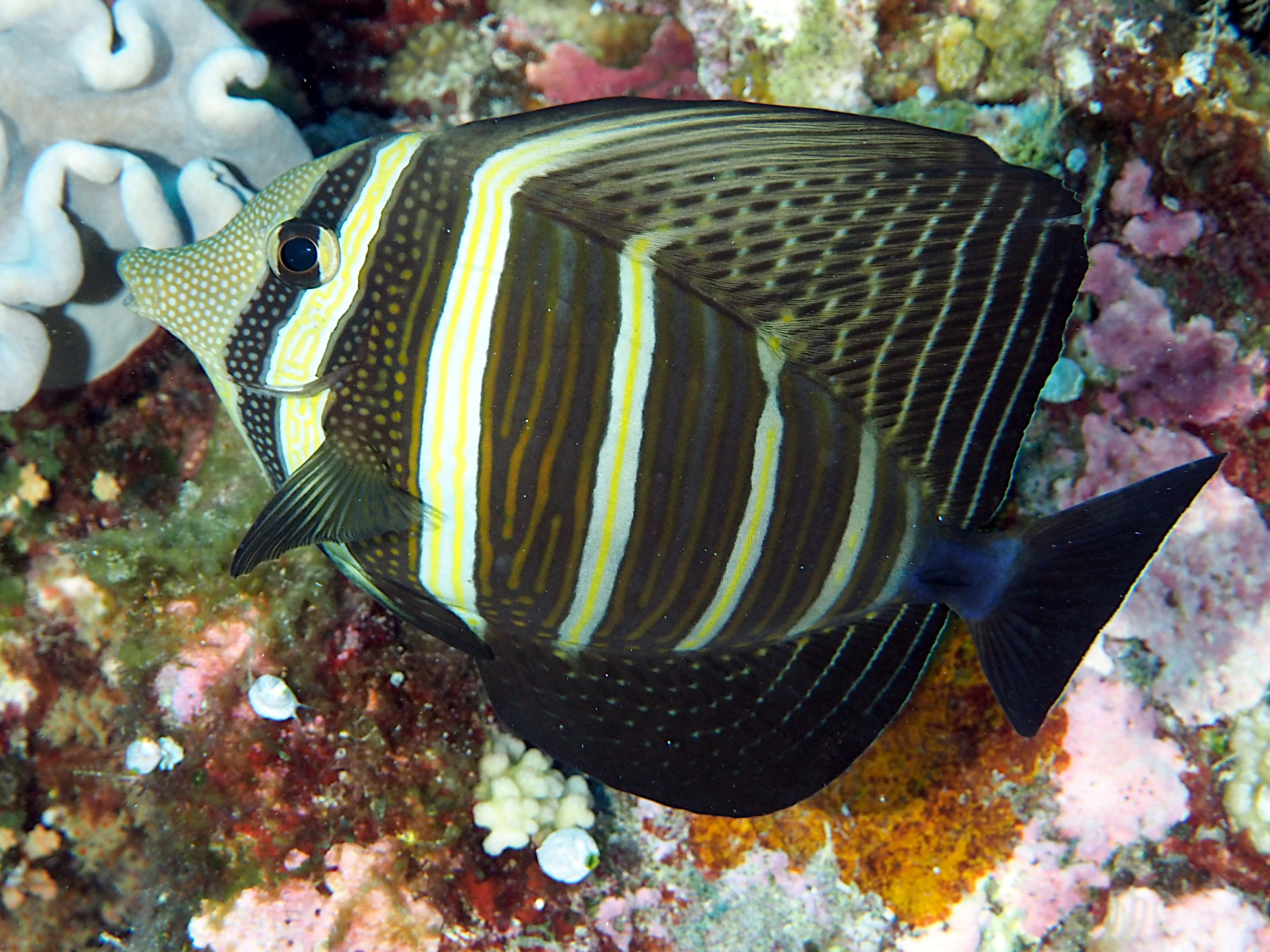 Pacific Sailfin Tang - Zebrasoma velifer