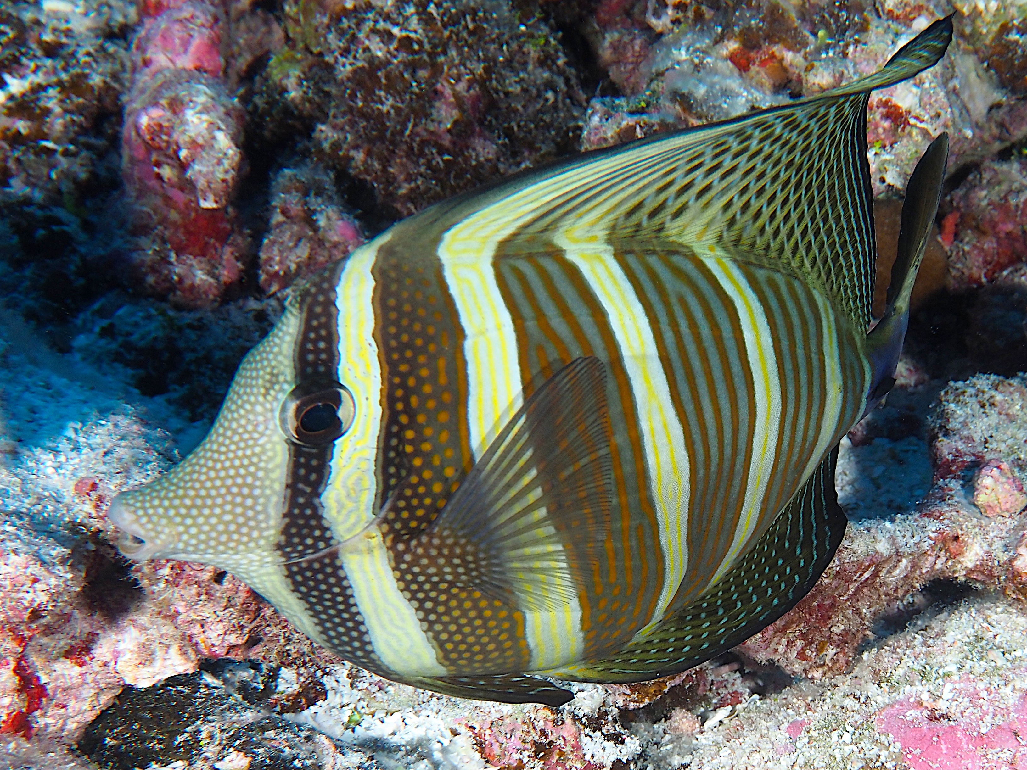Pacific Sailfin Tang - Zebrasoma velifer