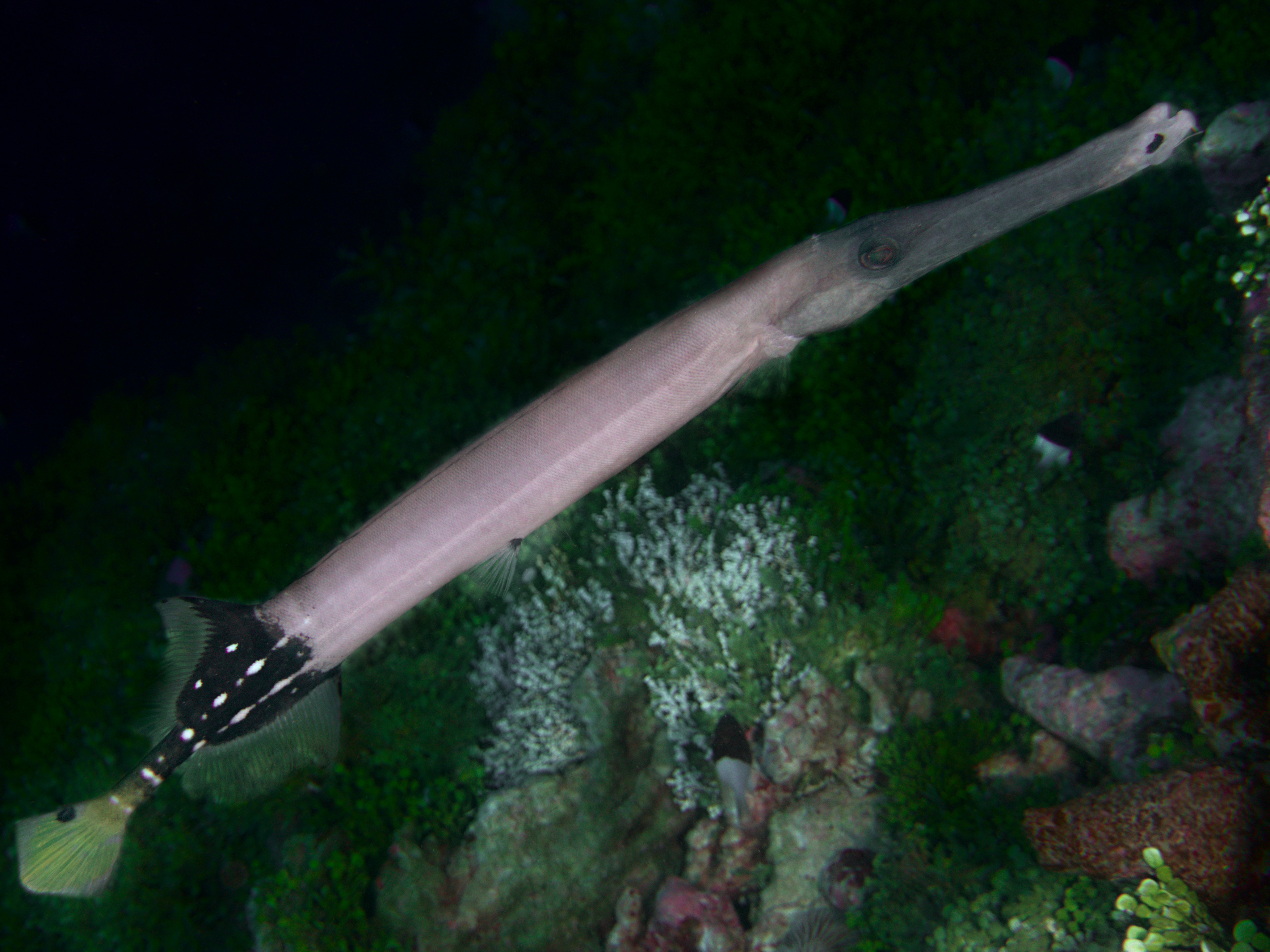 Pacific Trumpetfish - Aulostomus chinensis