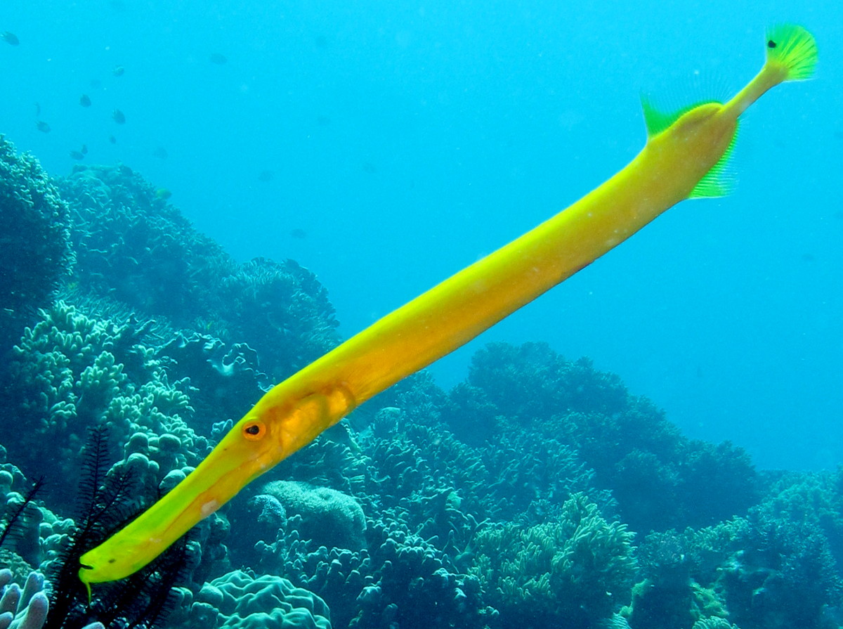 Pacific Trumpetfish - Aulostomus chinensis