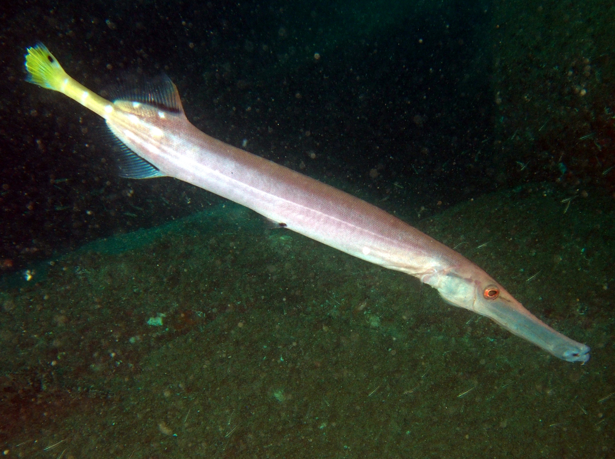 Pacific Trumpetfish - Aulostomus chinensis