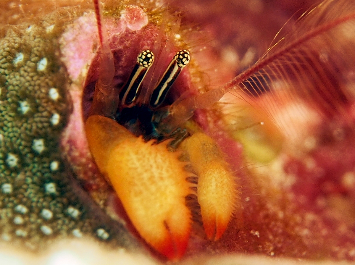 Coral Residing Hermit Crab - Paguritta corallicola - Fiji