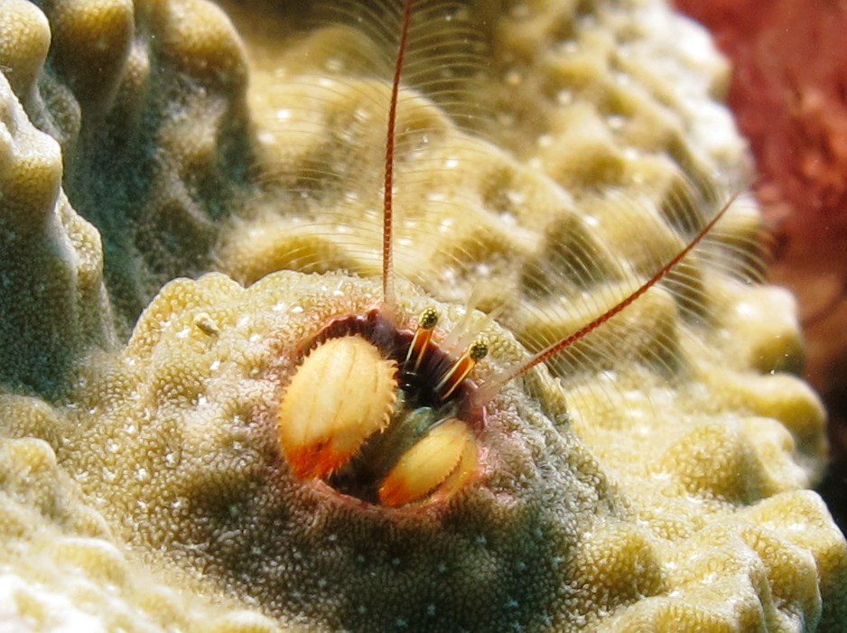 Kropp's Coral Hermit Crab - Paguritta kroppi - Yap, Micronesia