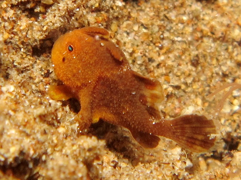 Painted Frogfish - Antennarius pictus