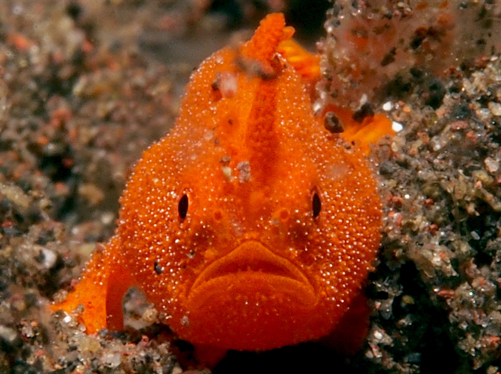 Painted Frogfish - Antennarius pictus