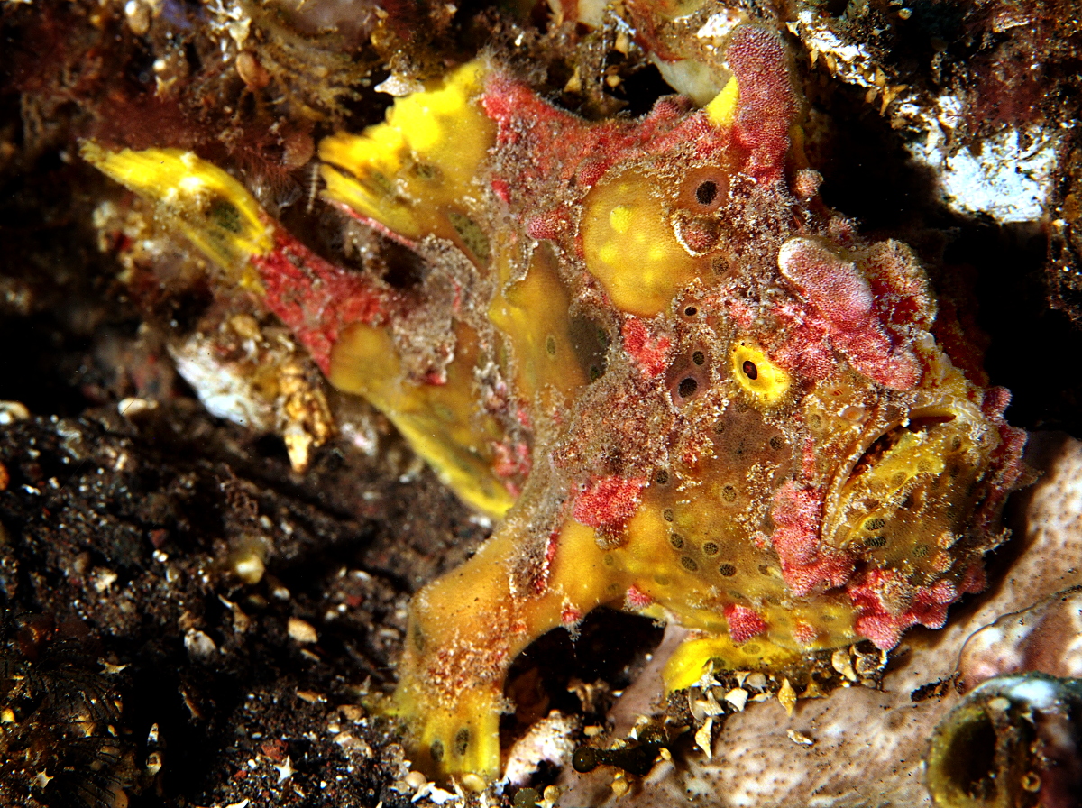 Painted Frogfish - Antennarius pictus