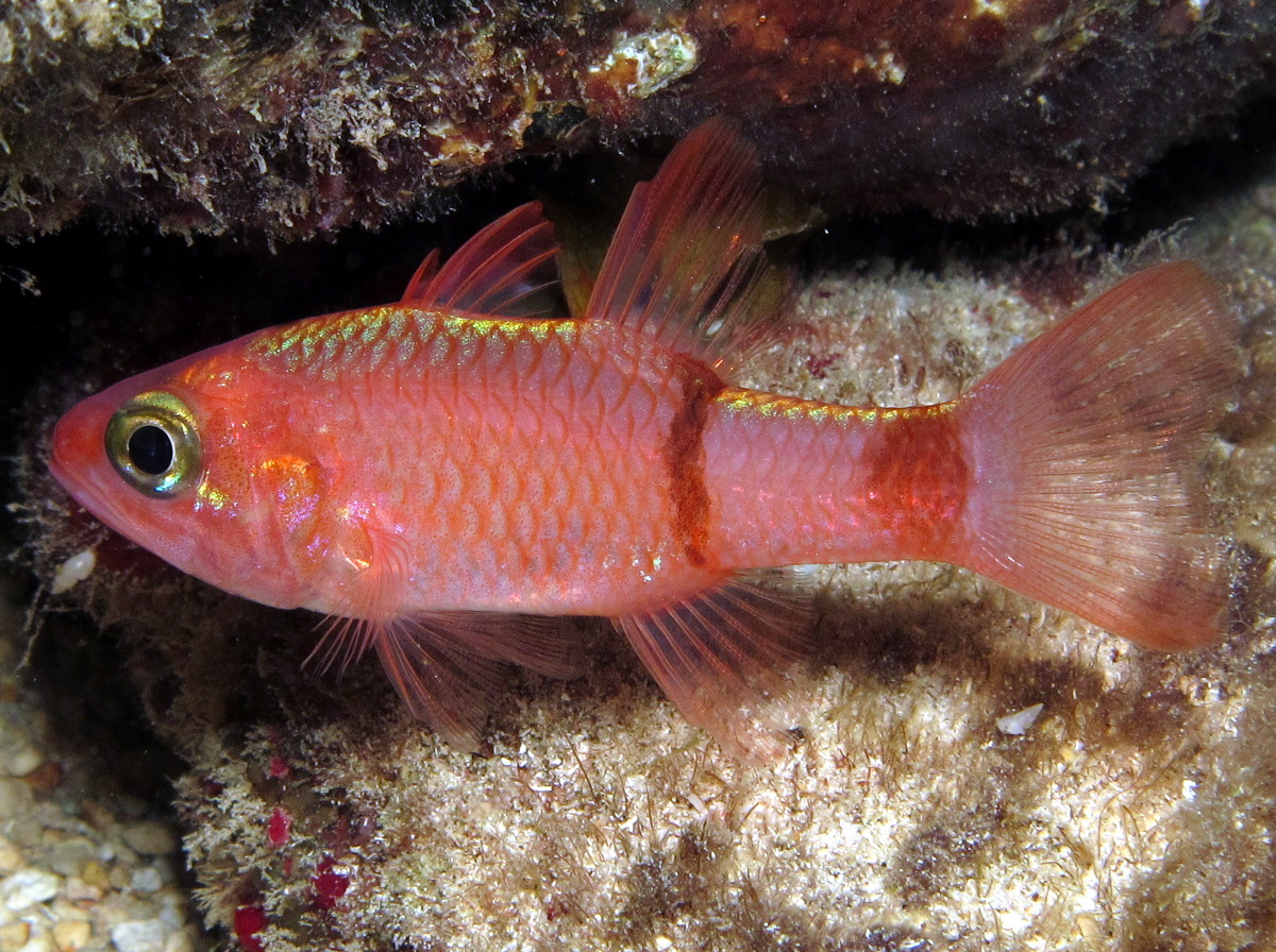 Pale Cardinalfish - Apogon planifrons - Cozumel, Mexico