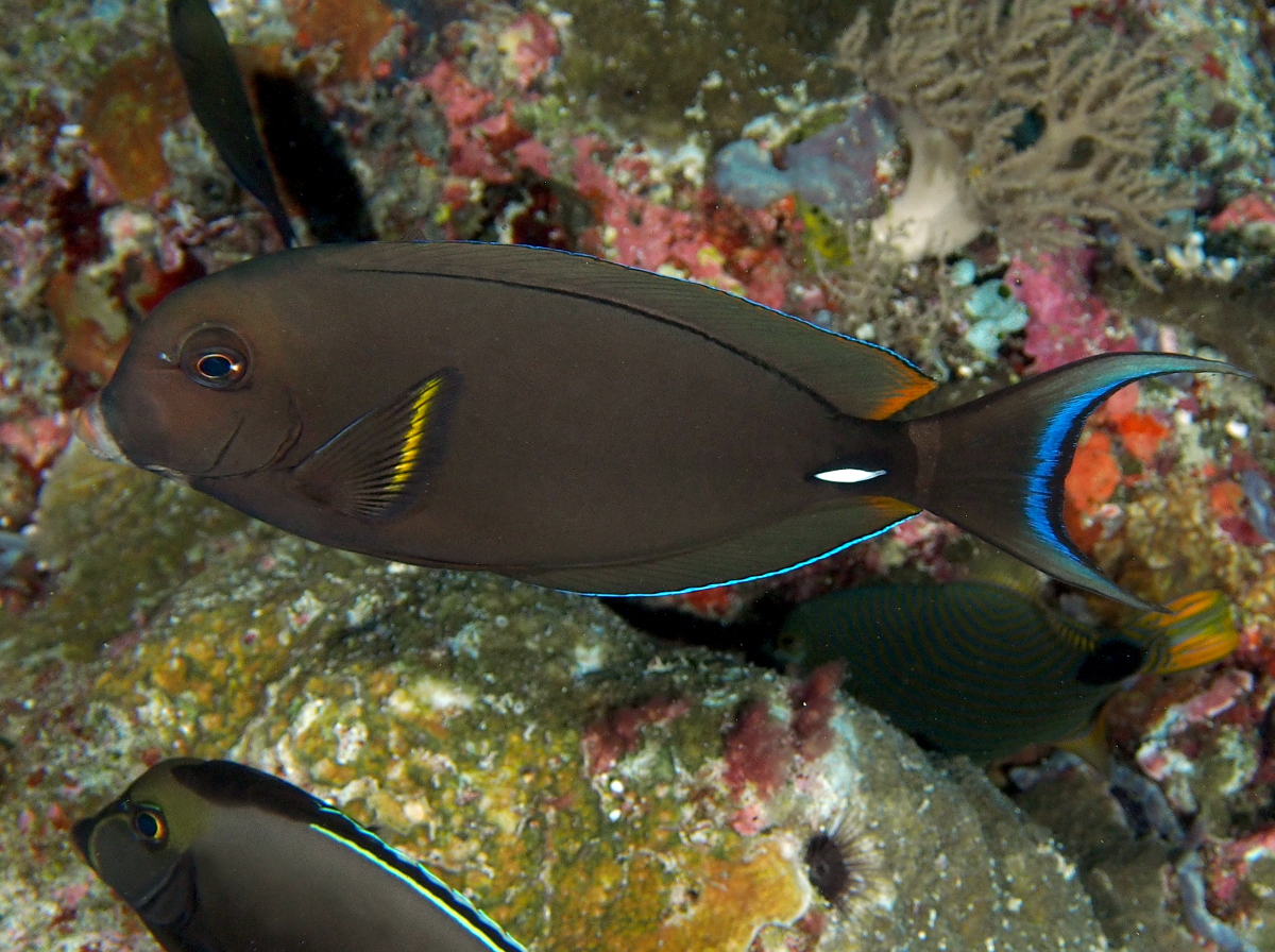 Pale-Lipped Surgeonfish - Acanthurus leucocheilus - Palau