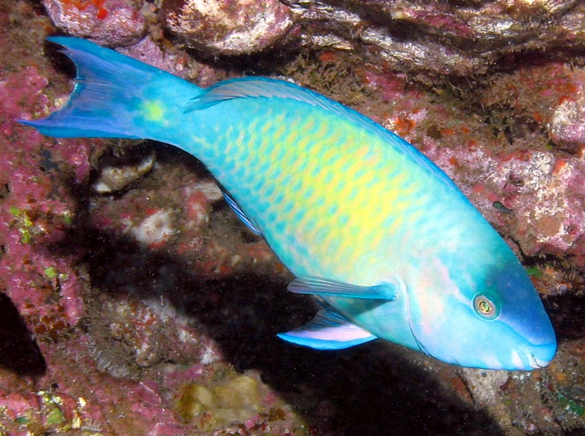 Palenose Parrotfish - Scarus psittacus