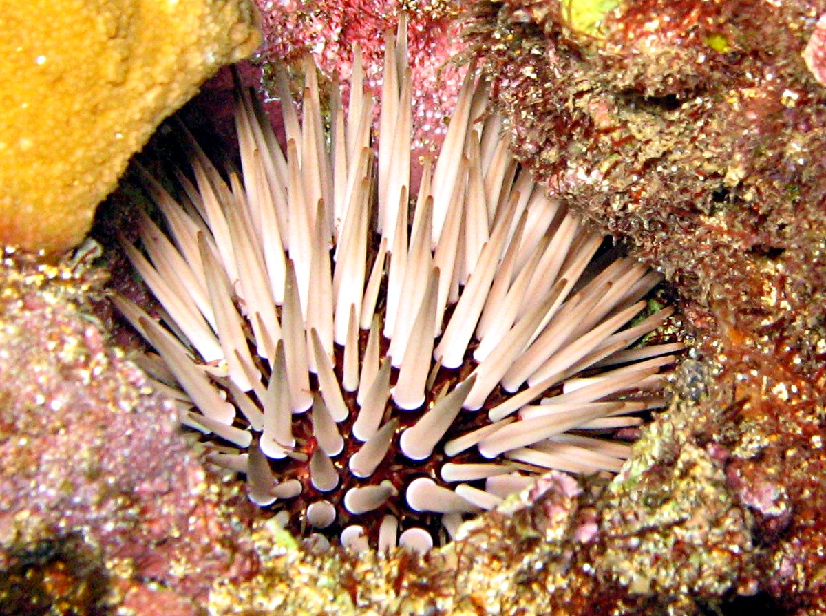 Pale Rock-Boring Urchin - Echinometra mathaei