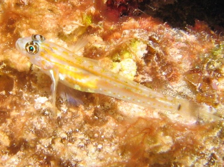 Pallid Goby - Coryphopterus eidolon