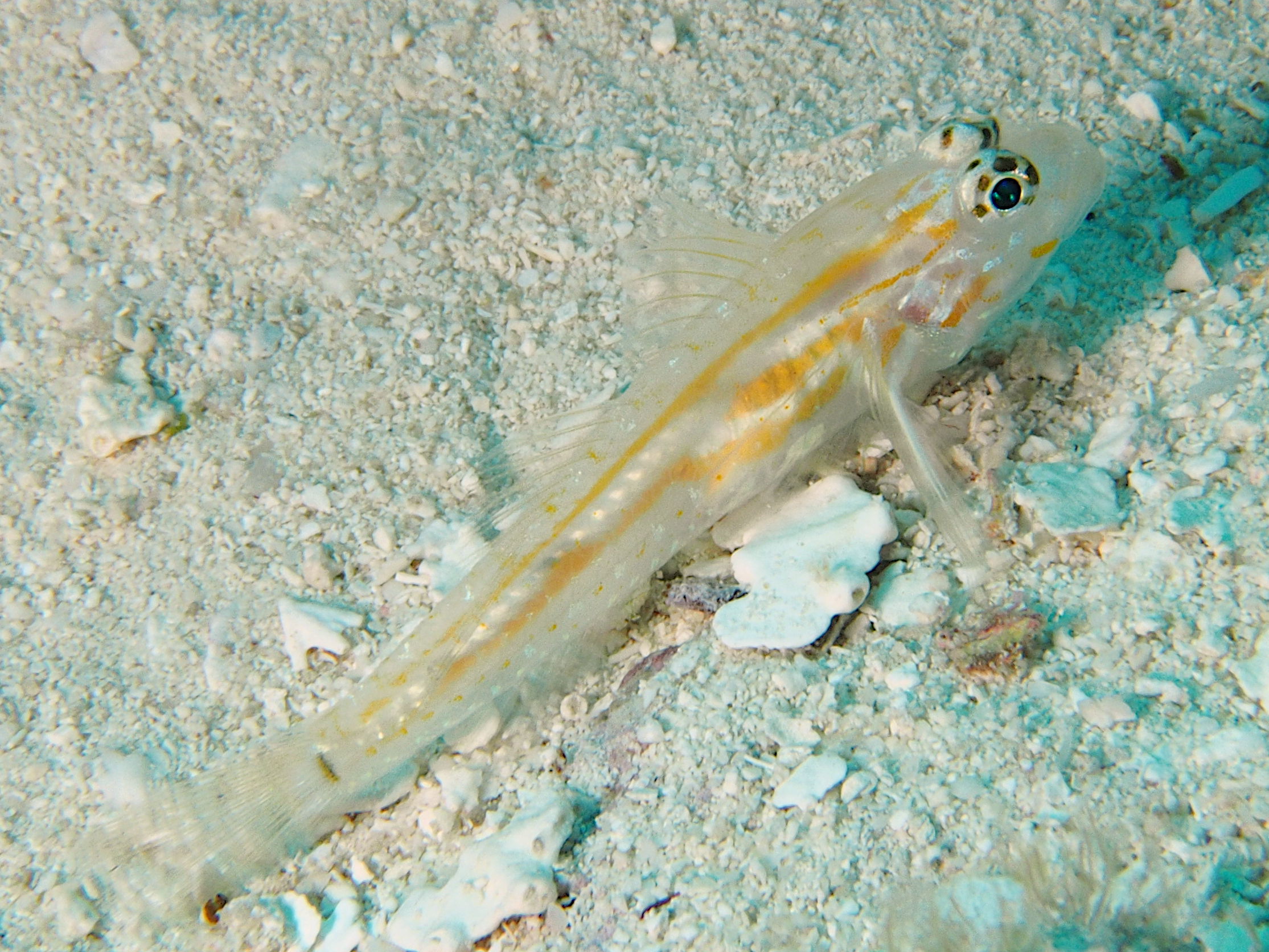 Pallid Goby - Coryphopterus eidolon