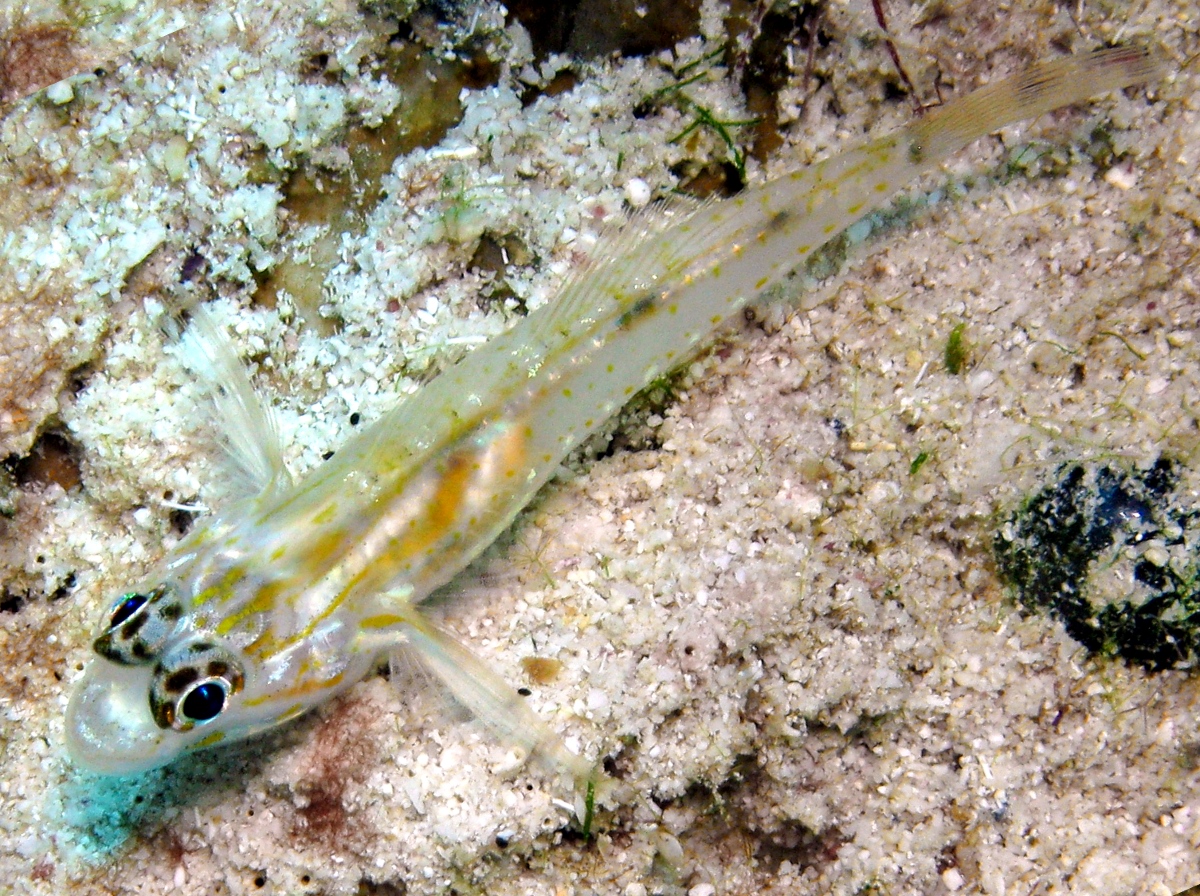 Pallid Goby - Coryphopterus eidolon