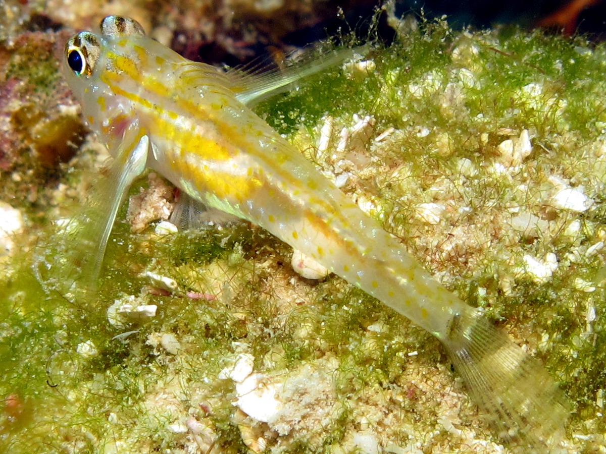 Pallid Goby - Coryphopterus eidolon