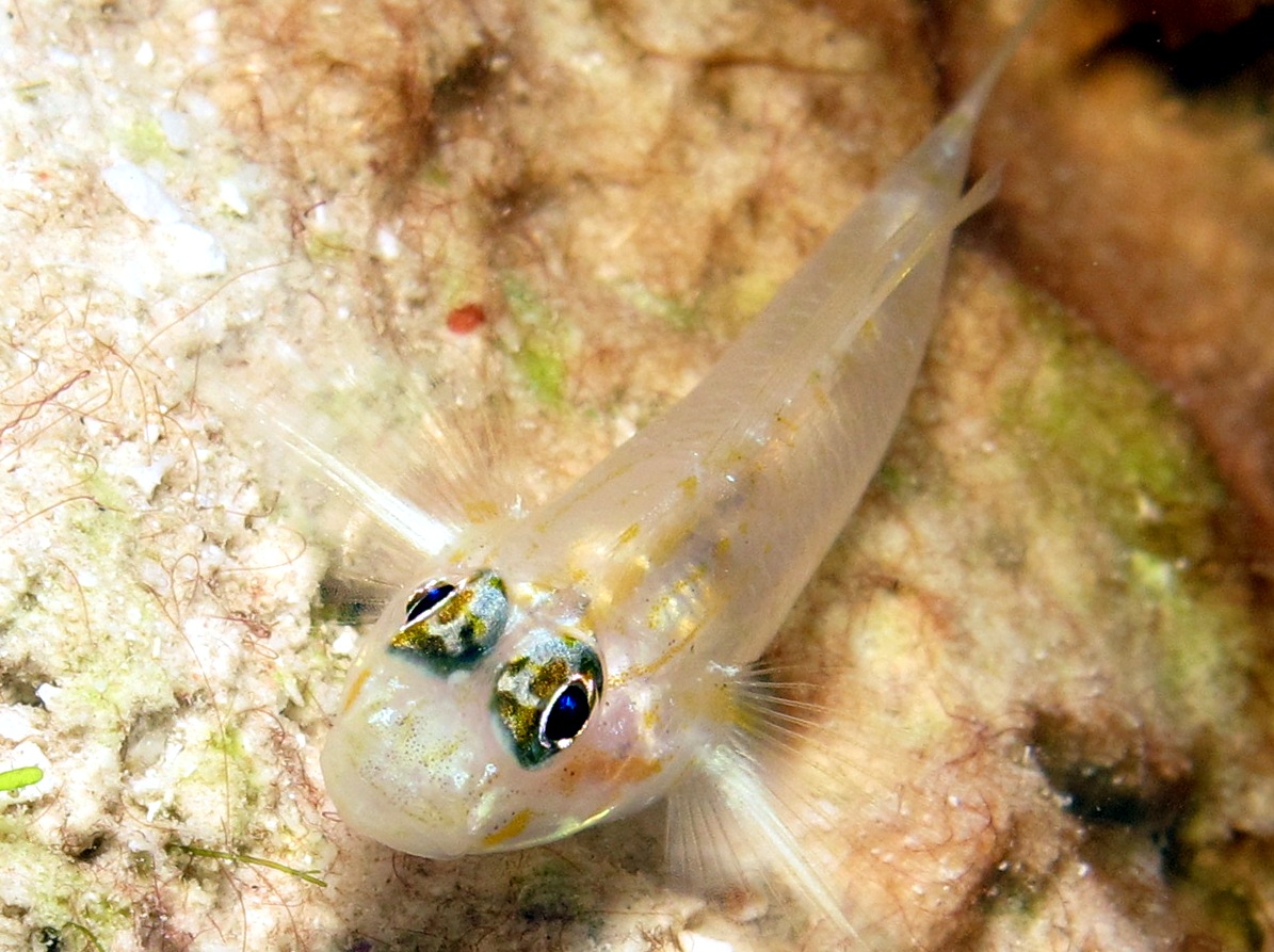 Pallid Goby - Coryphopterus eidolon