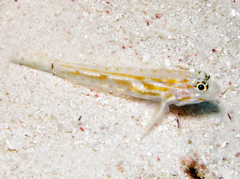 Pallid Goby - Coryphopterus eidolon