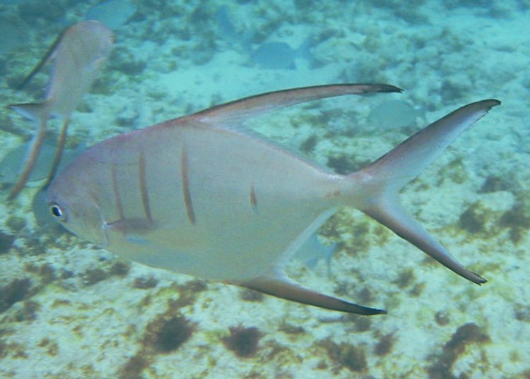 Palometa - Trachinotus goodei