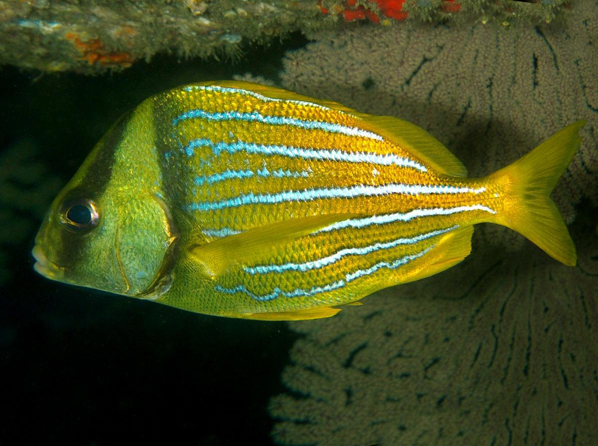 Panamic Porkfish - Anisotremus taeniatus - Cabo San Lucas, Mexico