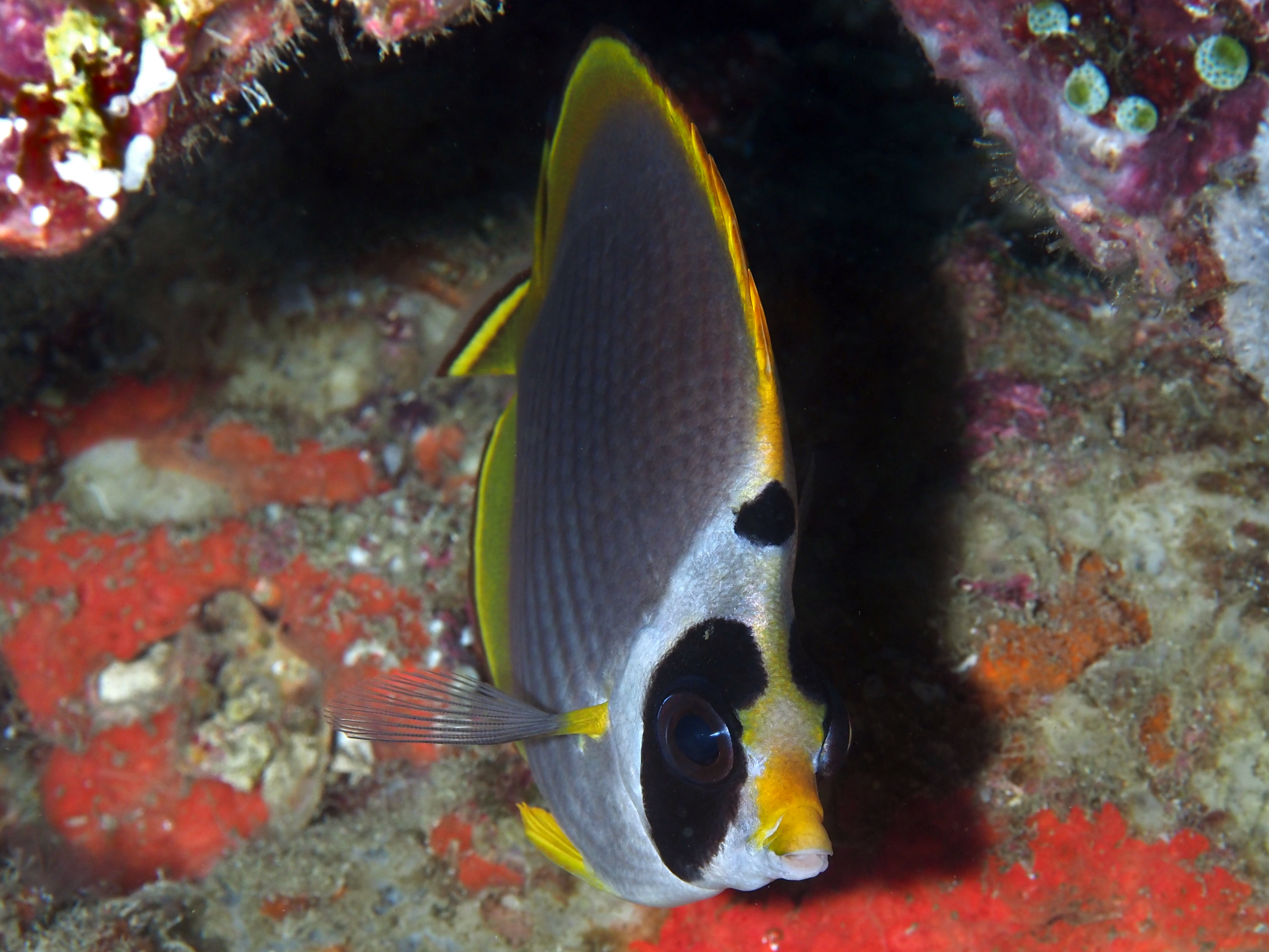 Panda Butterflyfish - Chaetodon adiergastos