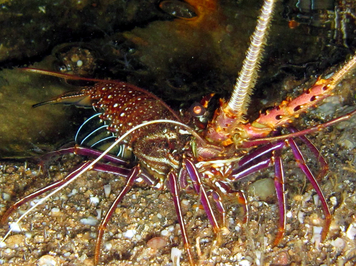 Stripe-Leg Spiny Lobster - Panulirus femoristriga - Lembeh Strait, Indonesia