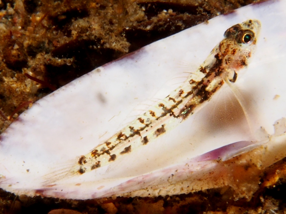 Papilla Goby -  - Lembeh Strait, Indonesia