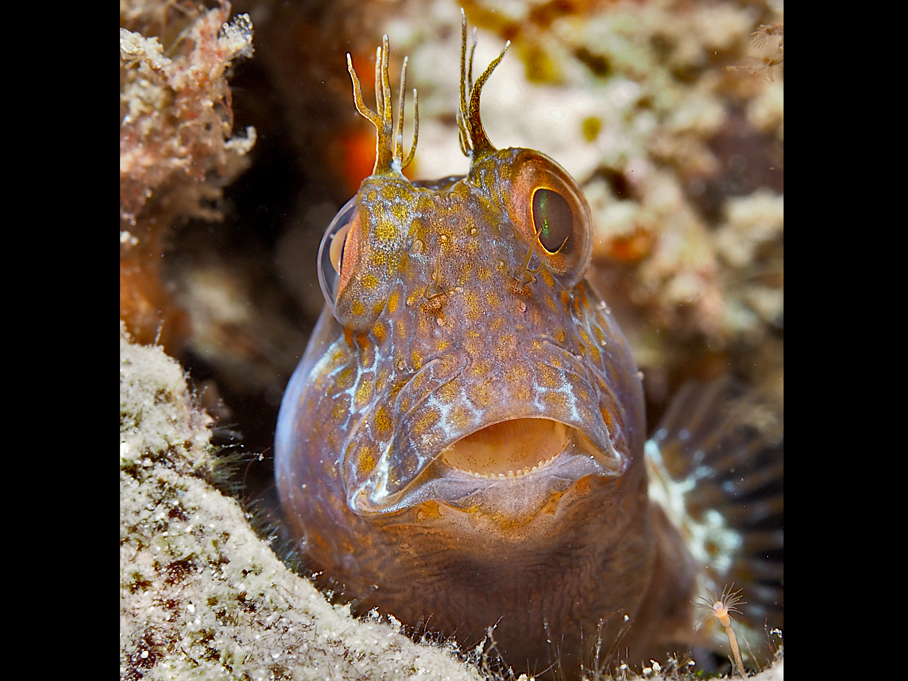 Seaweed Blenny - Parablennius marmoreus