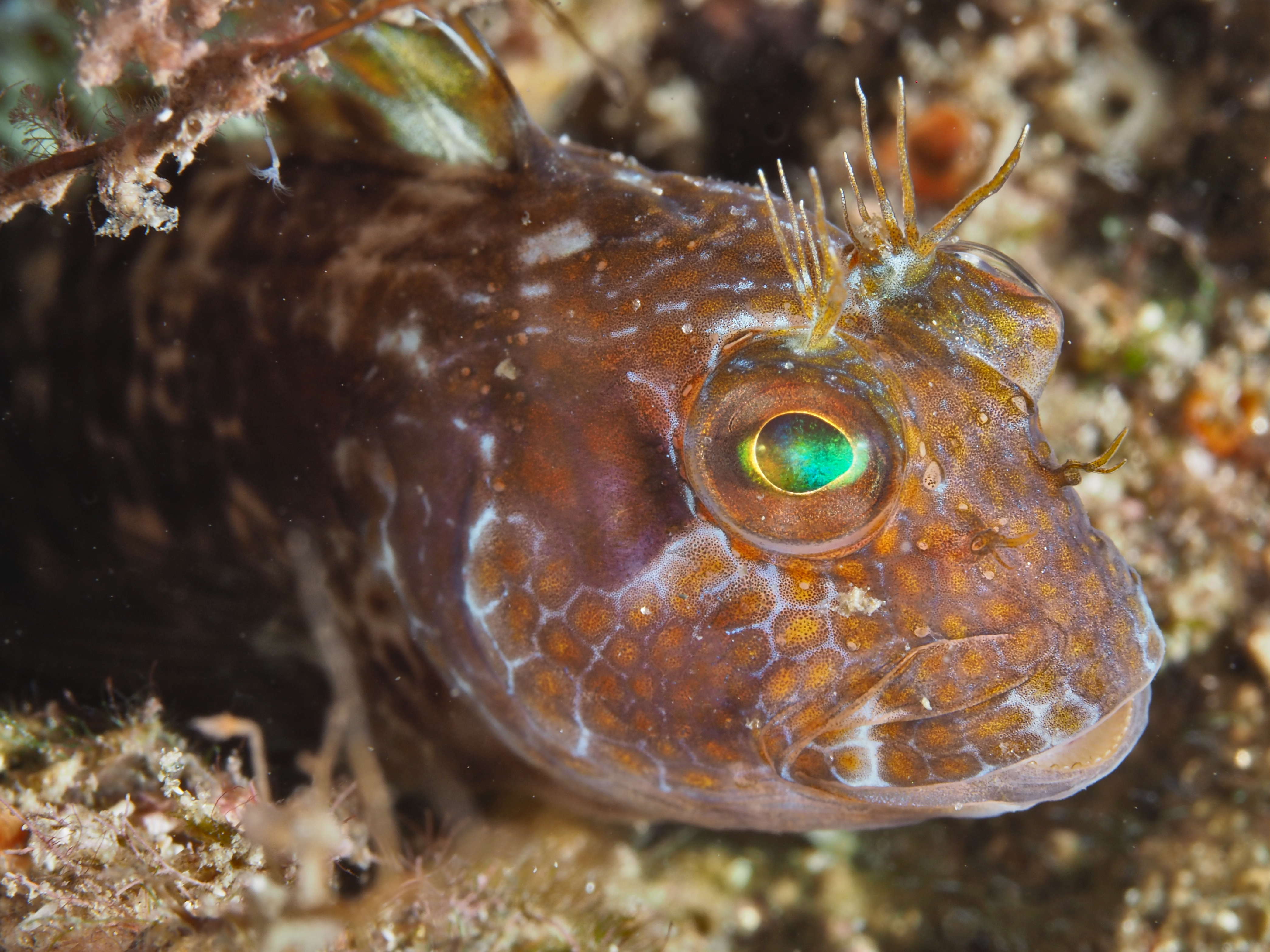 Seaweed Blenny - Parablennius marmoreus