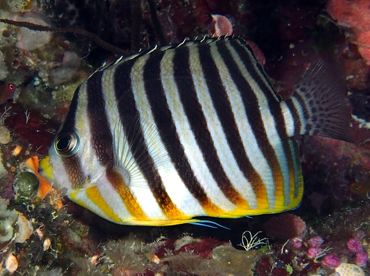 Multibarred Angelfish - Paracentropyge multifasciata - Palau