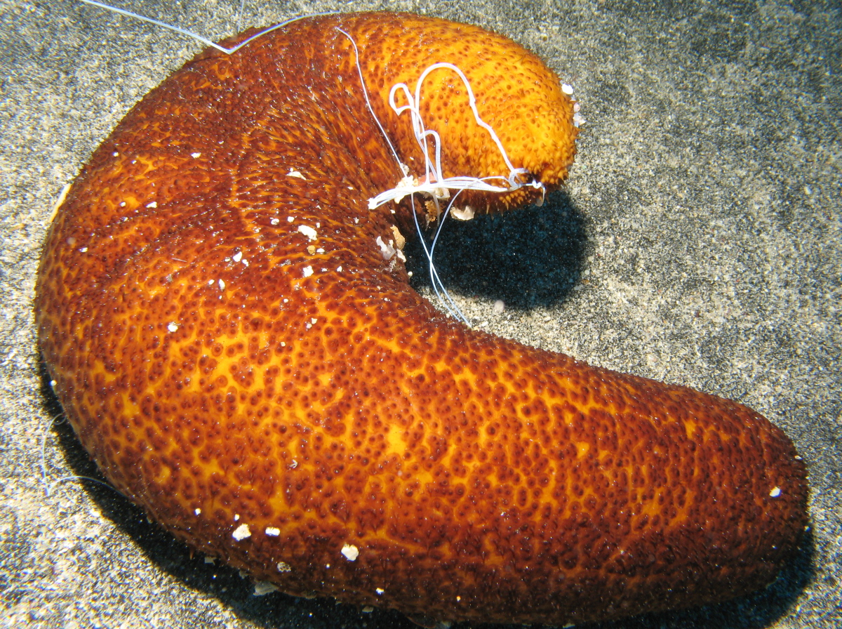 Paradoxical Sea Cucumber - Bohadschia paradoxa