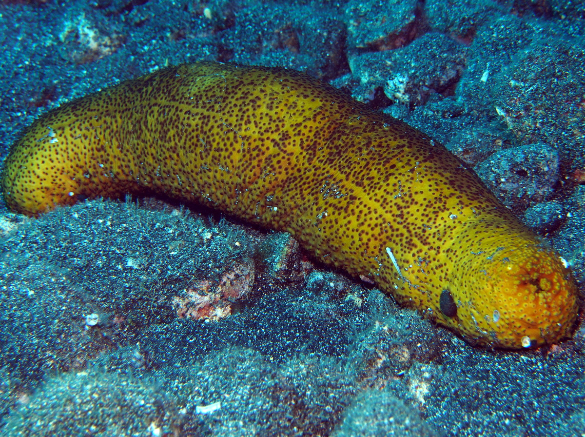 Paradoxical Sea Cucumber - Bohadschia paradoxa