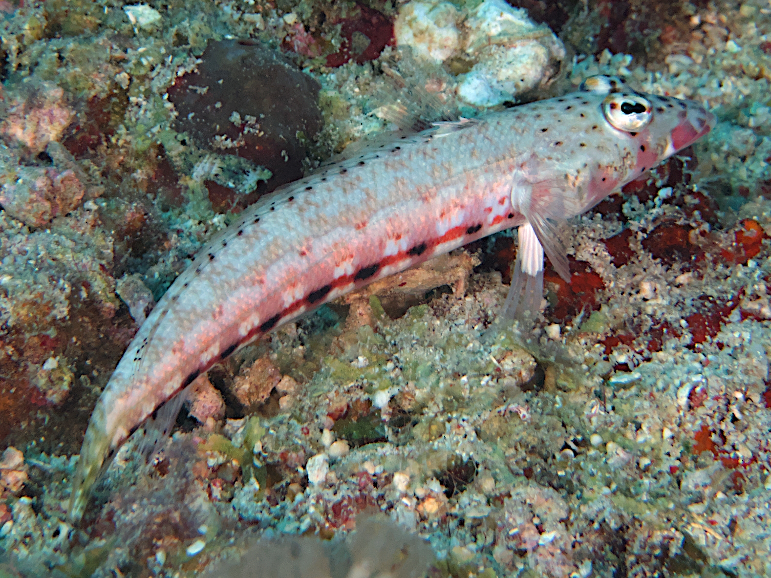 Twospot Sandperch - Parapercis bimacula - Komodo, Indonesia