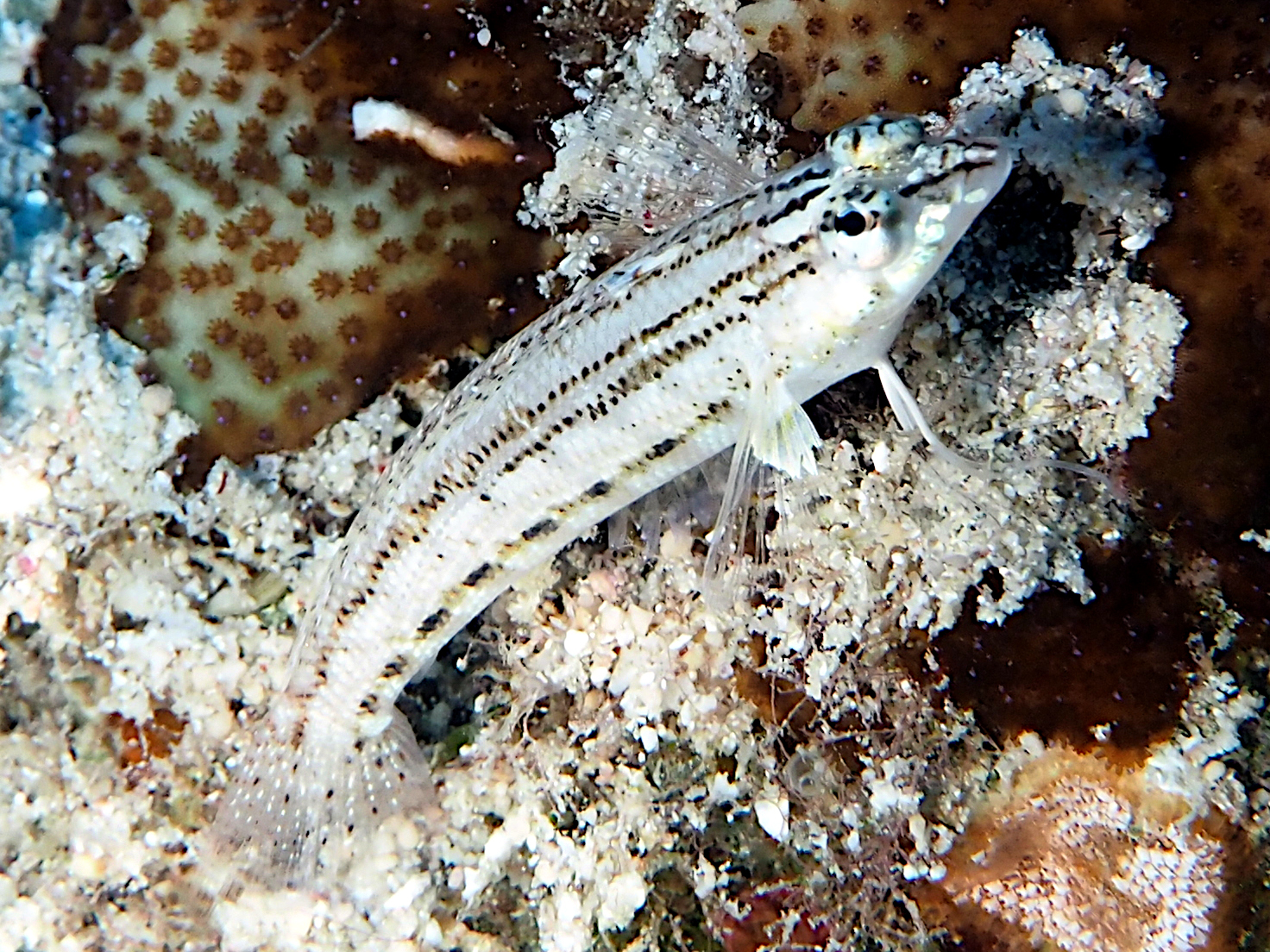 Nosestripe Sandperch - Parapercis lineopunctata