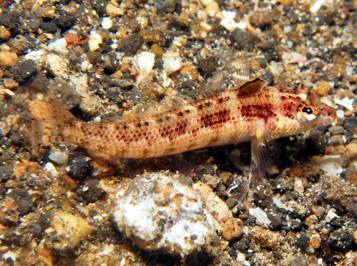 Blackfin Sandperch - Parapercis snyderi - Lembeh Strait, Indonesia