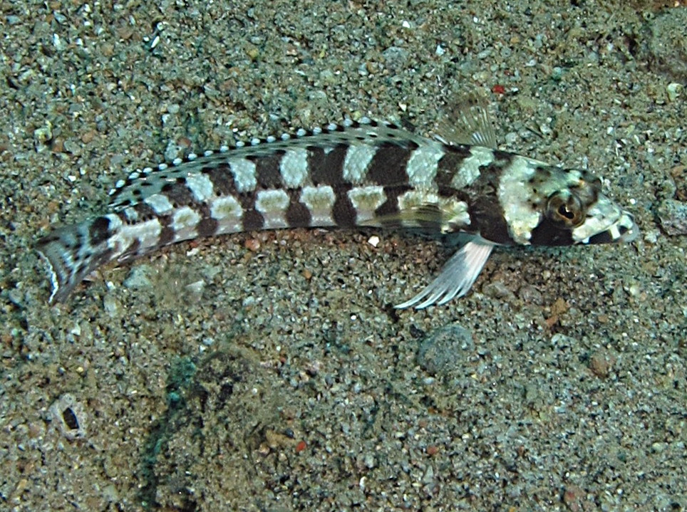 Reticulated Sandperch - Parapercis tetracantha