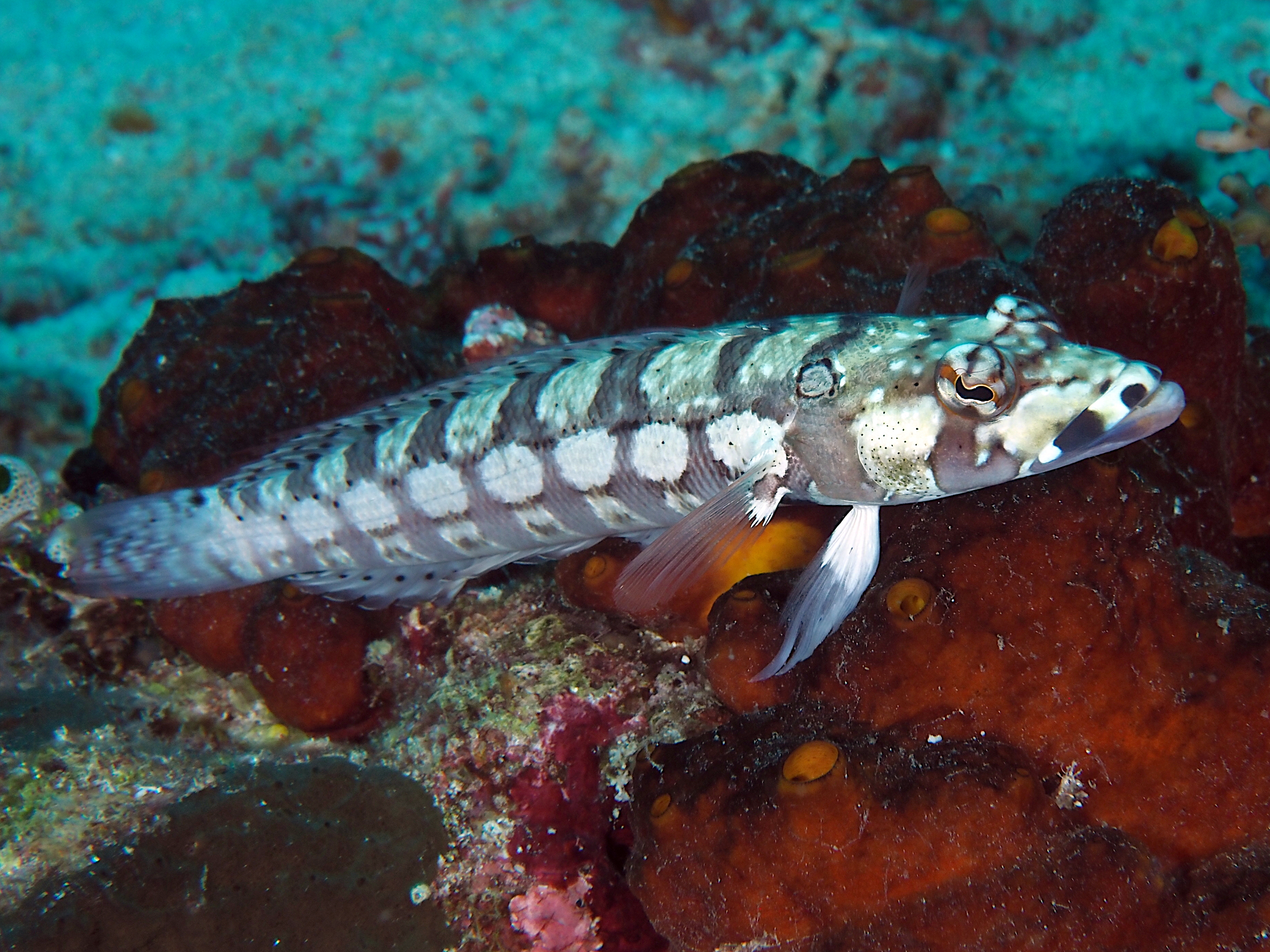 Reticulated Sandperch - Parapercis tetracantha