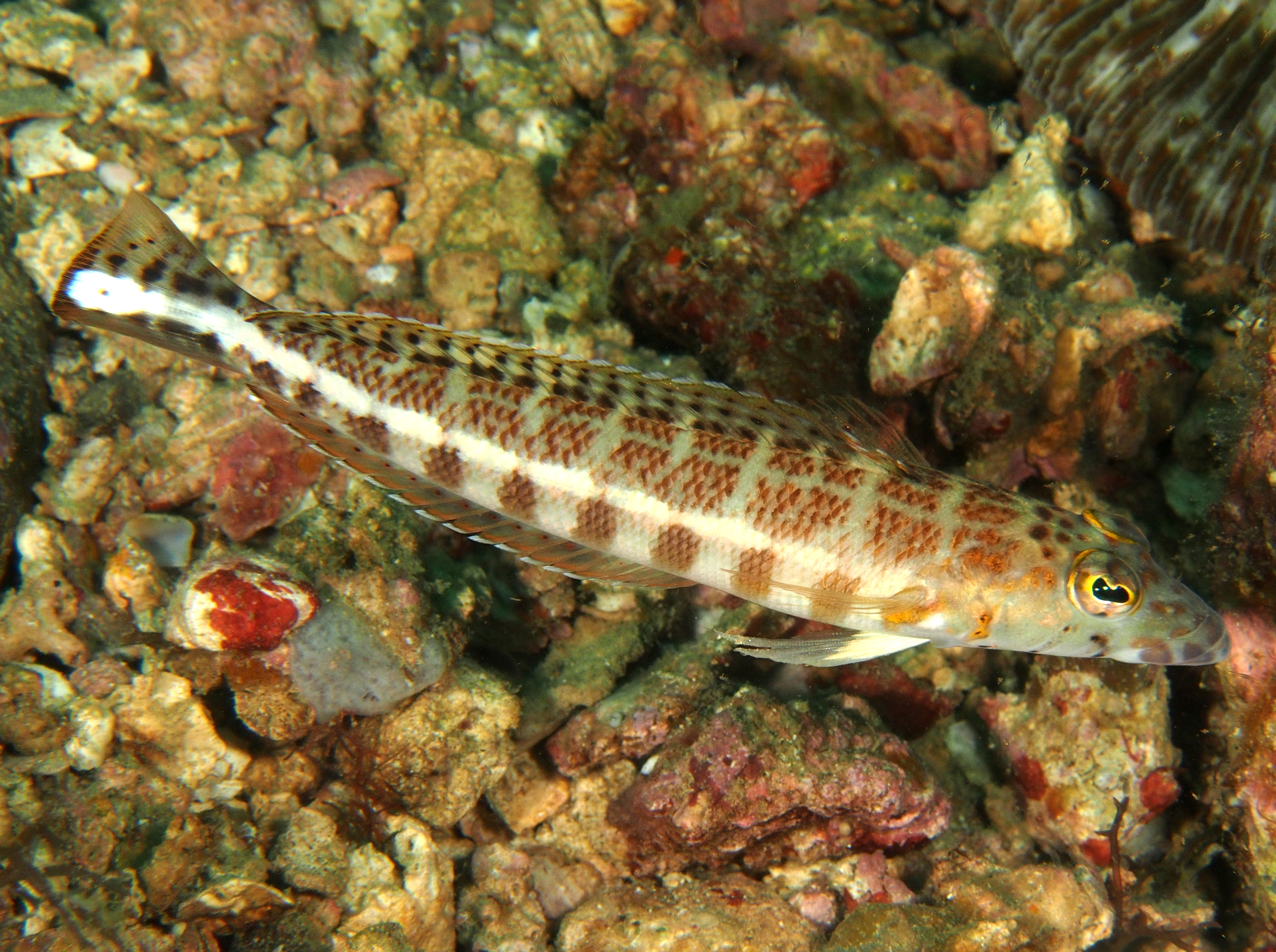 Whitestripe Sandperch - Parapercis xanthozona - Anilao, Philippines