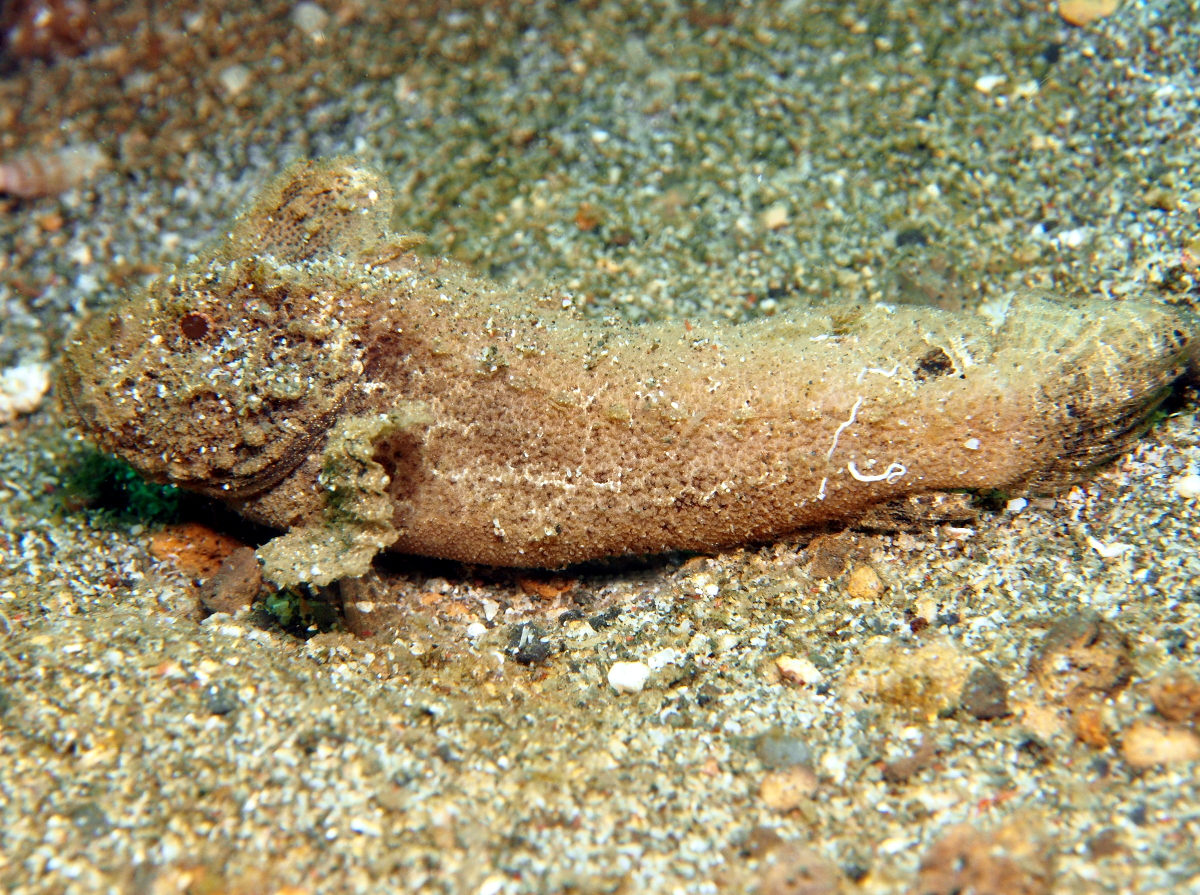 Phantom Velvetfish - Paraploactis kagoshimensis - Lembeh Strait, Indonesia