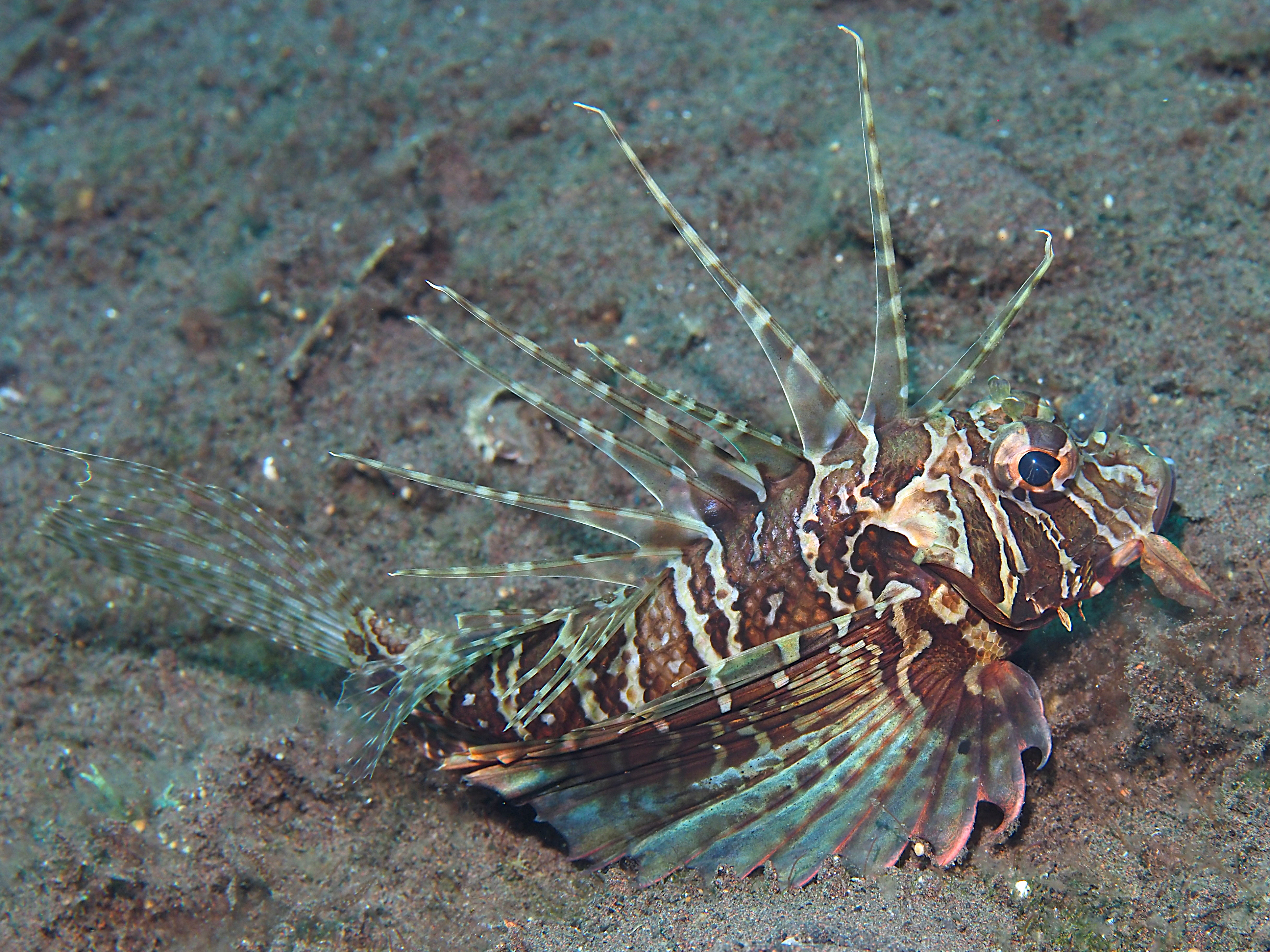 Gurnard Lionfish - Parapterois heterura