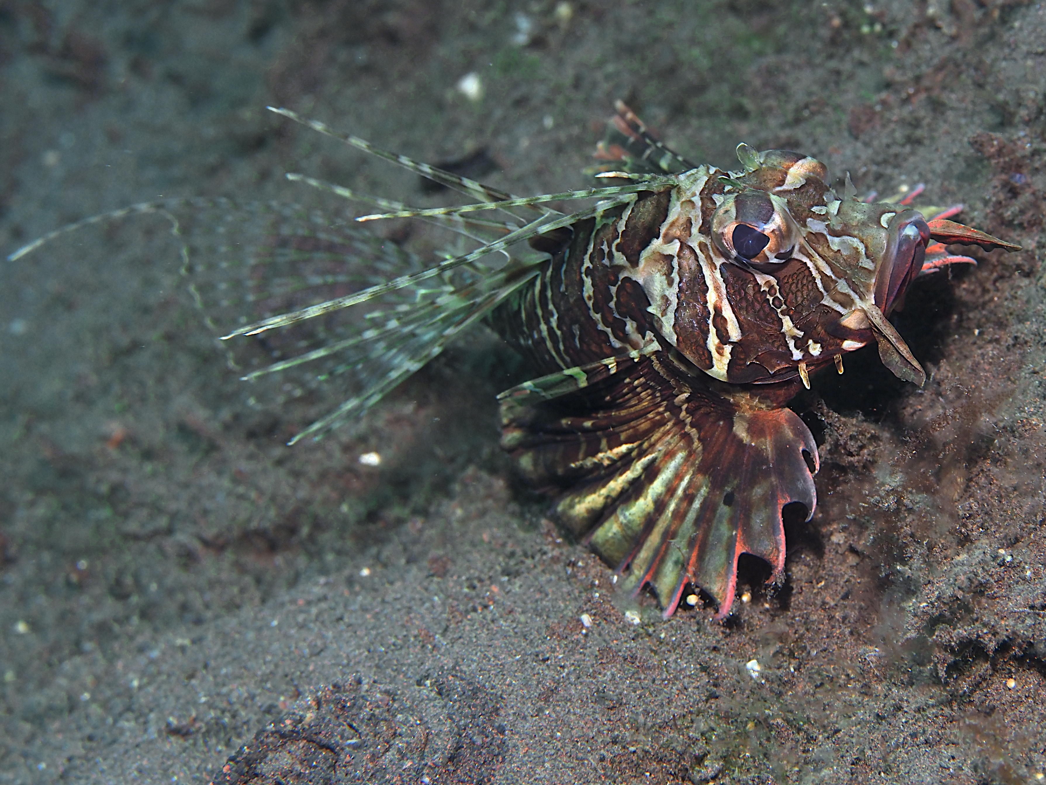 Gurnard Lionfish - Parapterois heterura