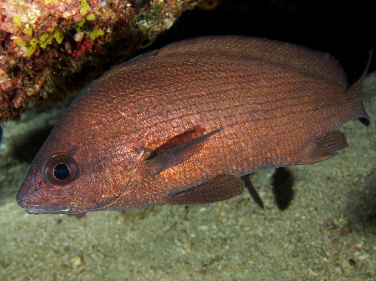 Cubbyu - Pareques umbrosus - Palm Beach, Florida