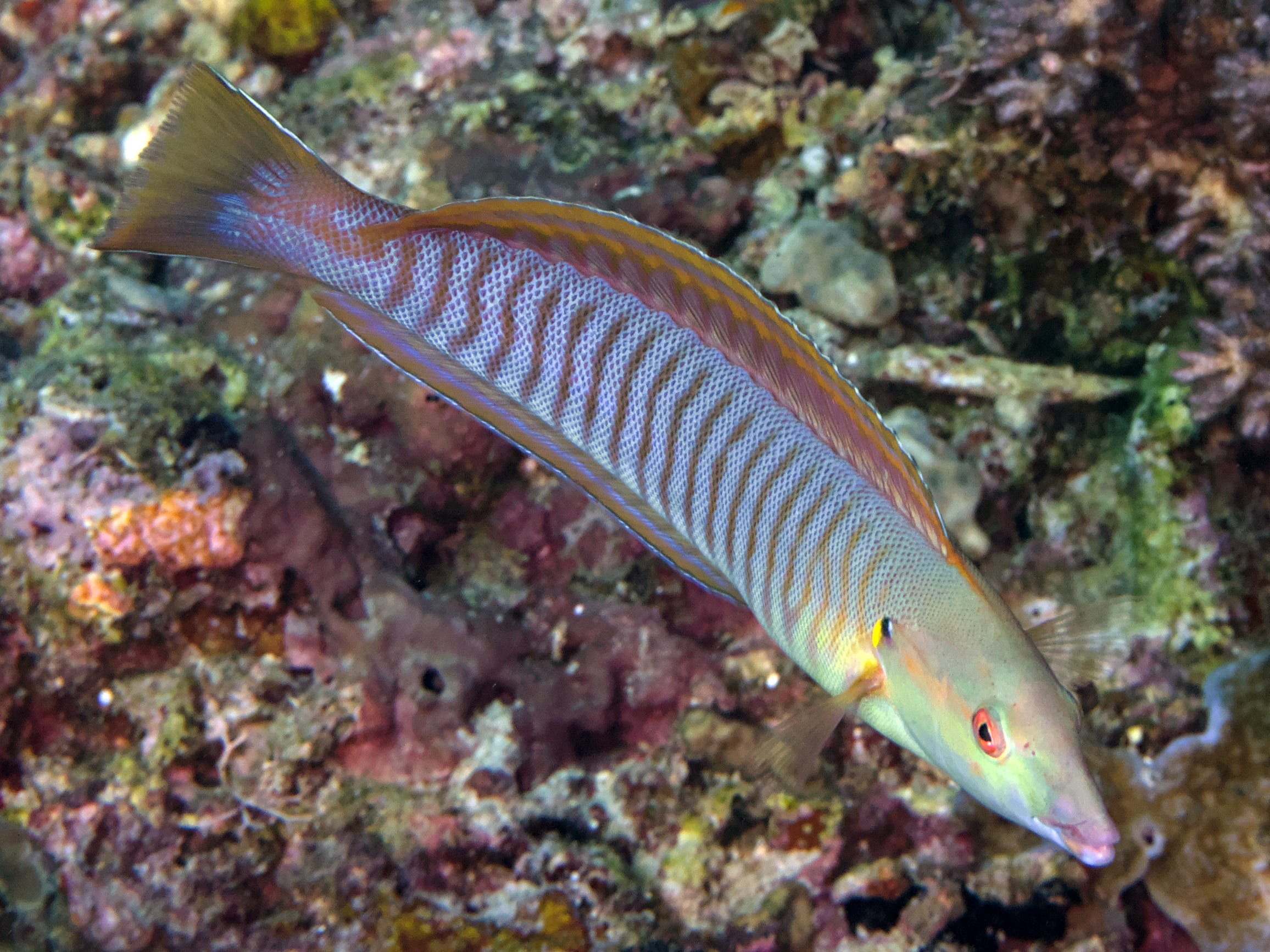 Pastel Ring wrasse - Hologymnosus doliatus