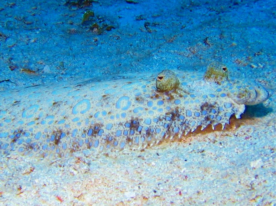 Peacock Flounder - Bothus lunatus