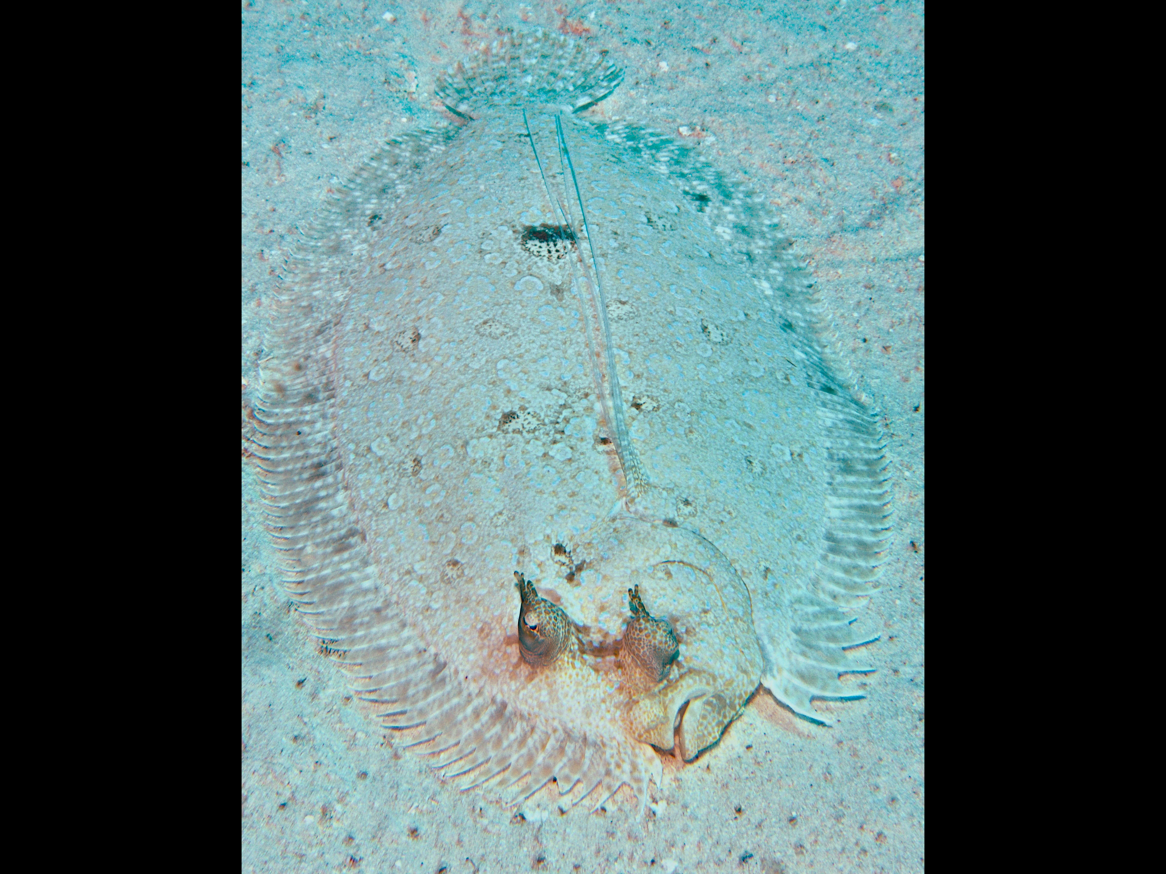 Peacock Flounder - Bothus lunatus