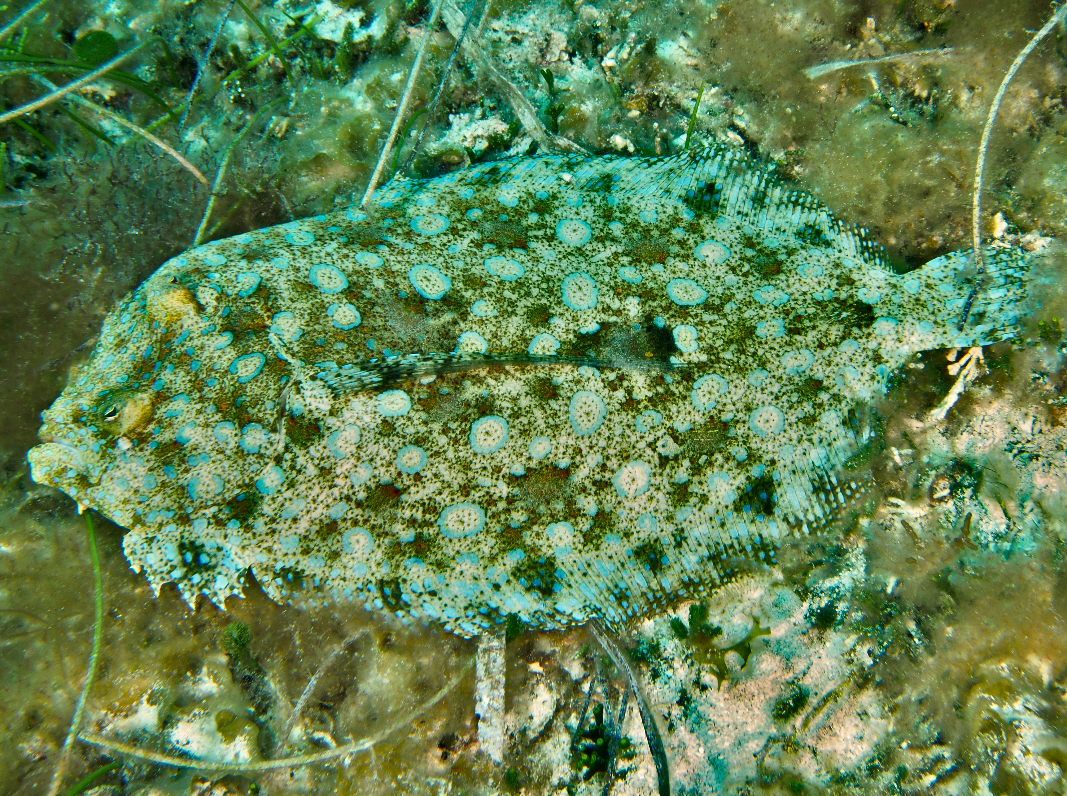 Peacock Flounder - Bothus lunatus
