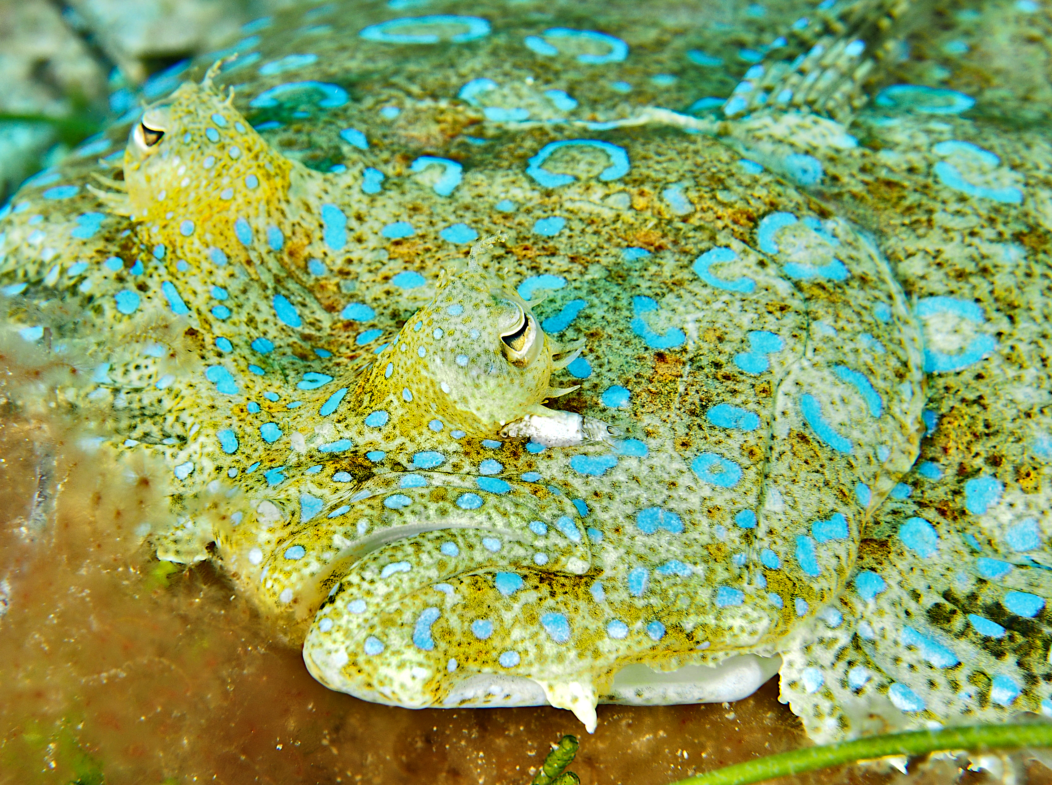 Peacock Flounder - Bothus lunatus