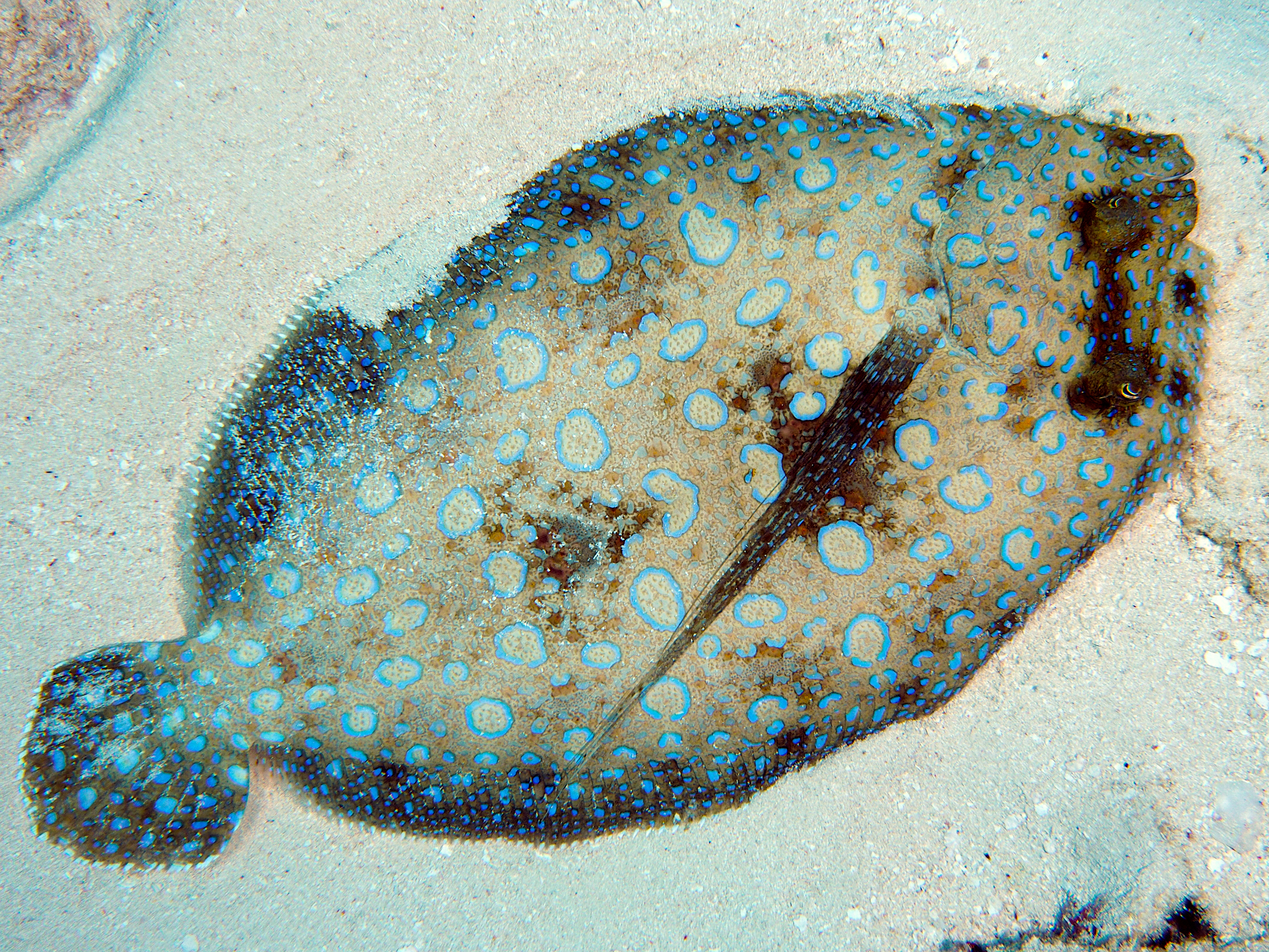 Peacock Flounder - Bothus lunatus